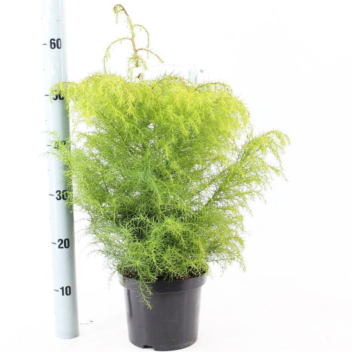 5x Cryptomeria japonica Elegans 19cm Pot 40cm Shrub Plant