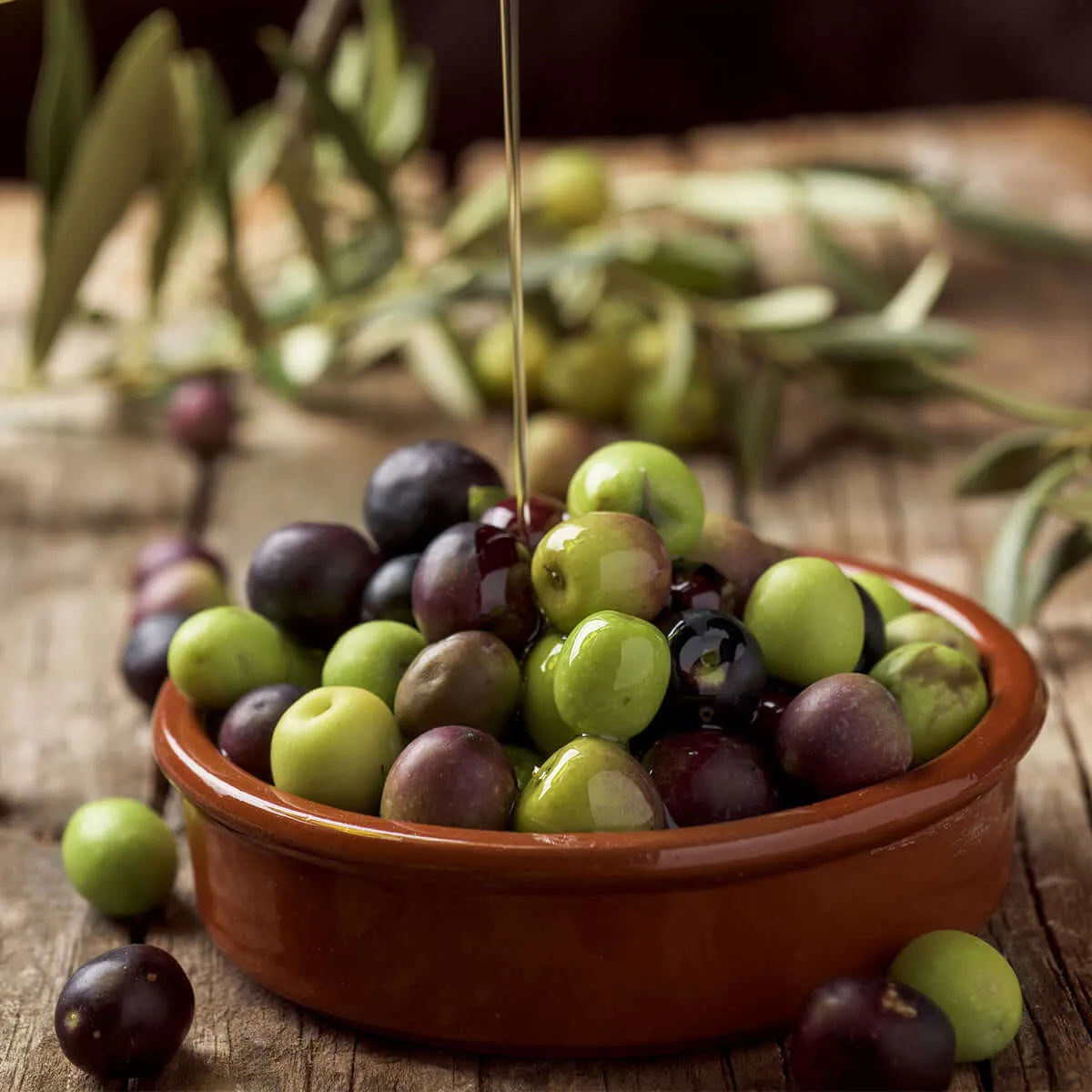 Arbequina Olive Tree