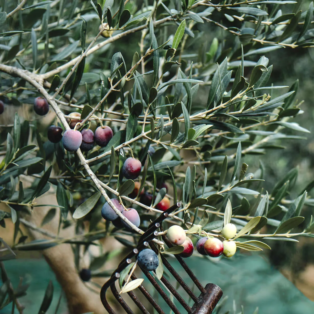 Arbequina Olive Tree