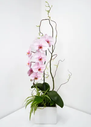 Blooming Orchid