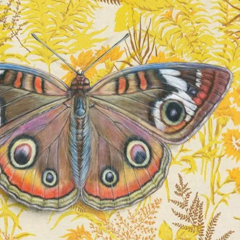 Buckeye Butterfly Illustration - Fine Art Print