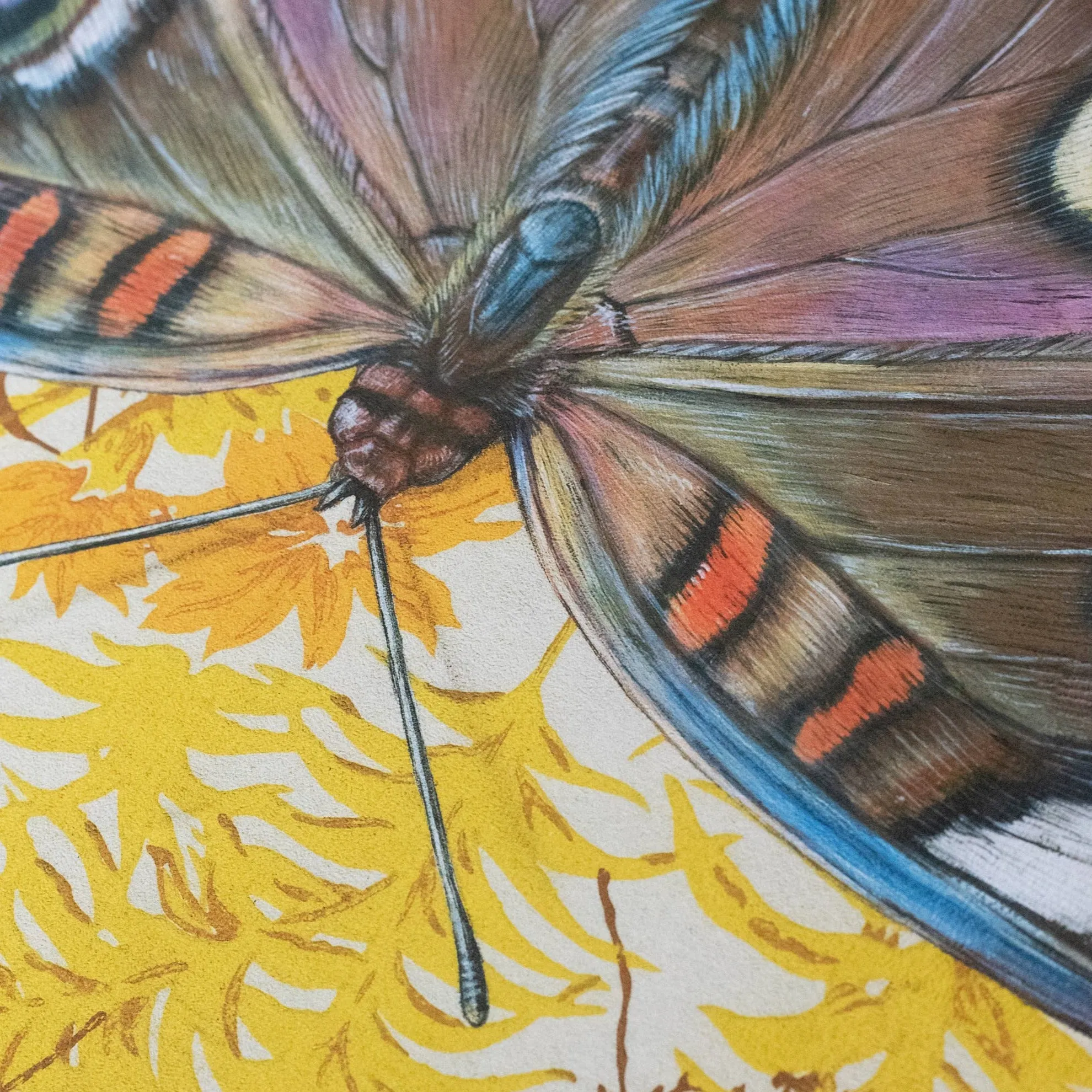 Buckeye Butterfly Illustration - Fine Art Print