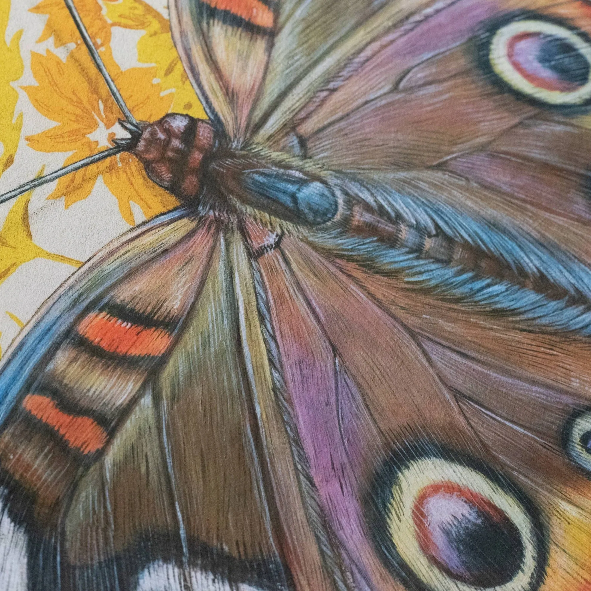 Buckeye Butterfly Illustration - Fine Art Print