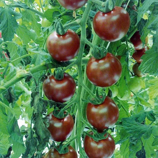 Mr Fothergill's Tomato Sunchocola F1 Seeds