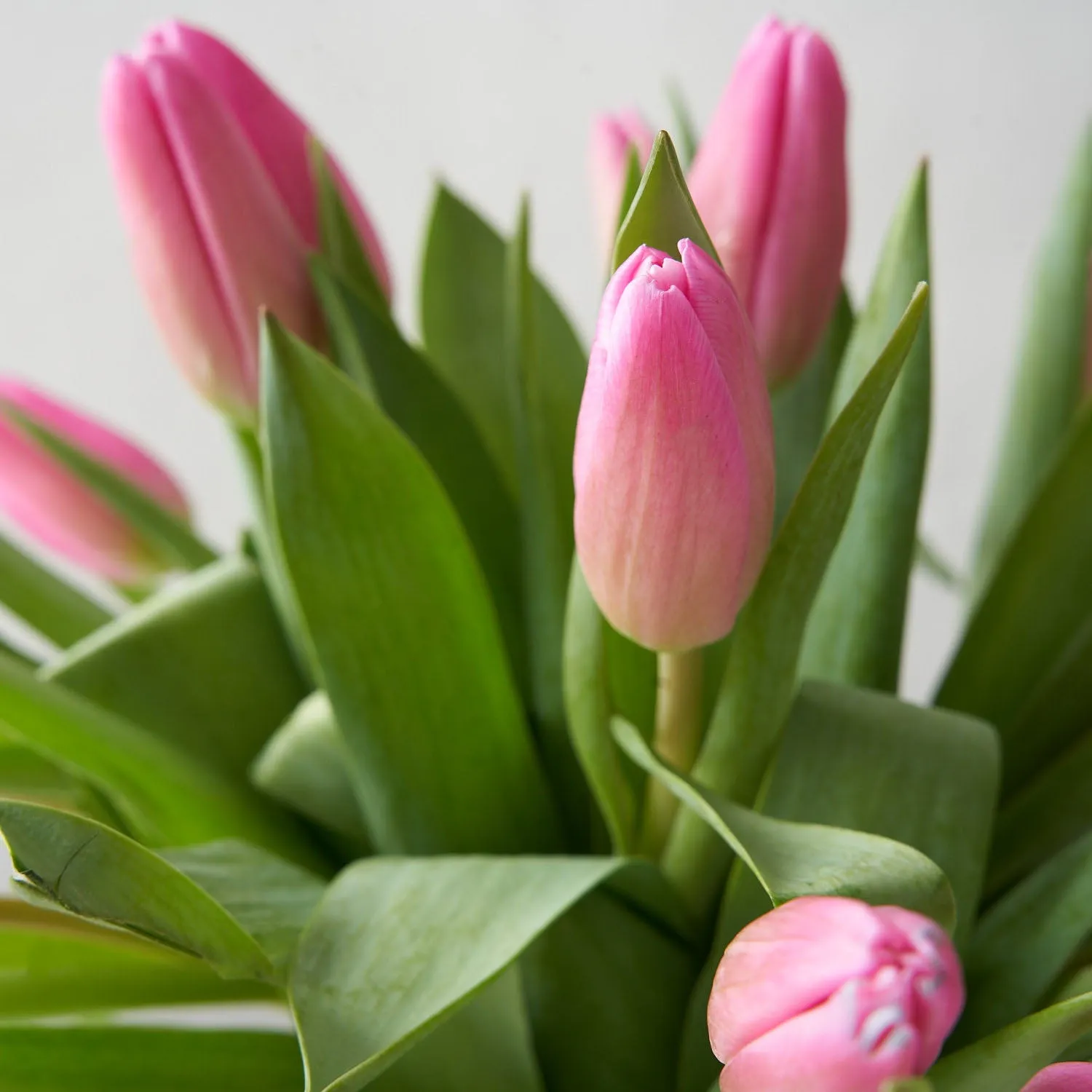 Pippa (Arranged Pink Tulips)