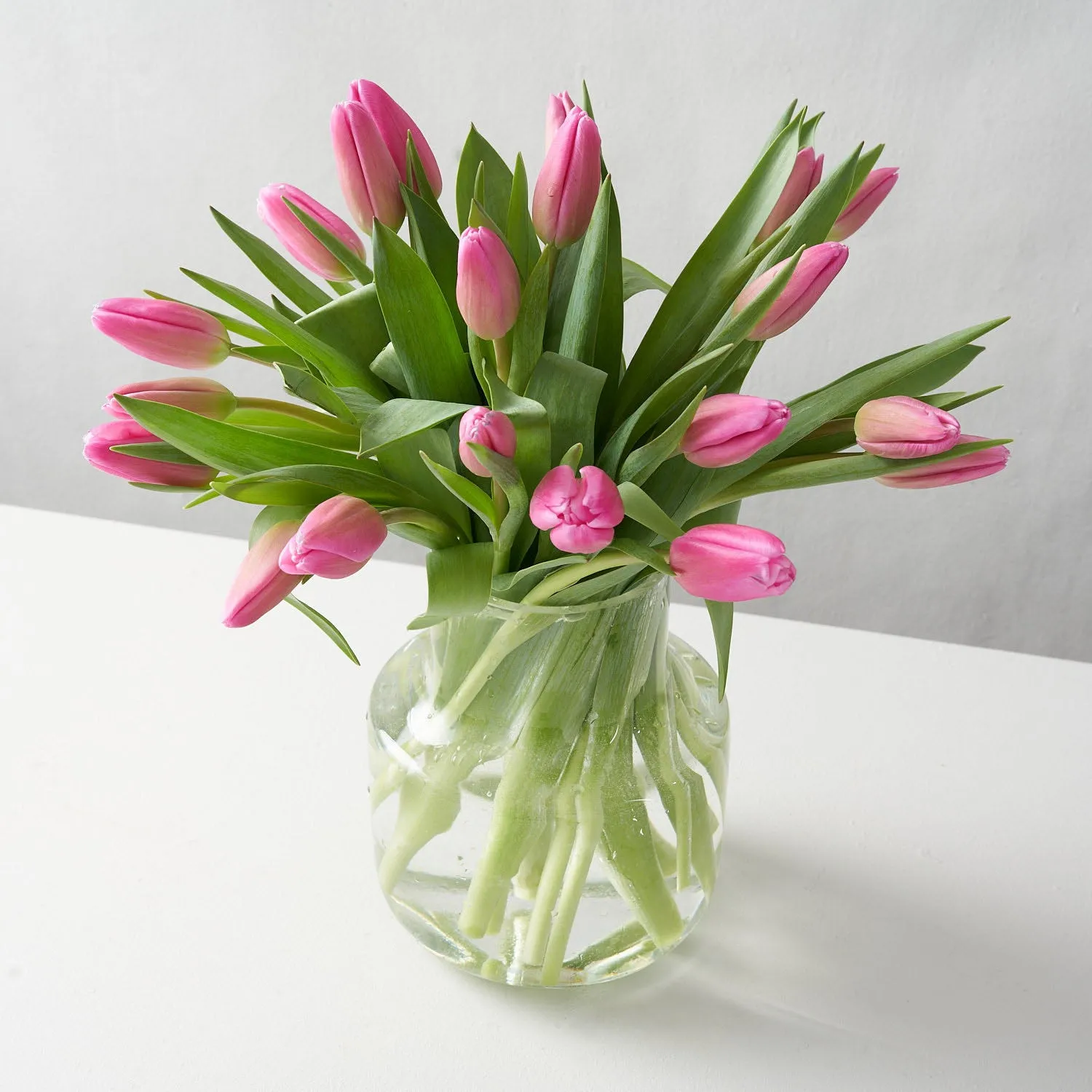 Pippa (Arranged Pink Tulips)