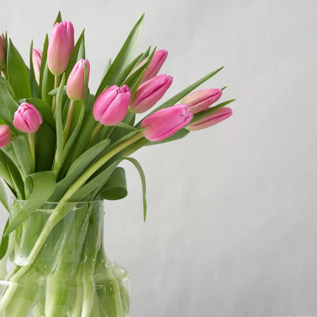 Pippa (Arranged Pink Tulips)